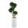 콤팩트